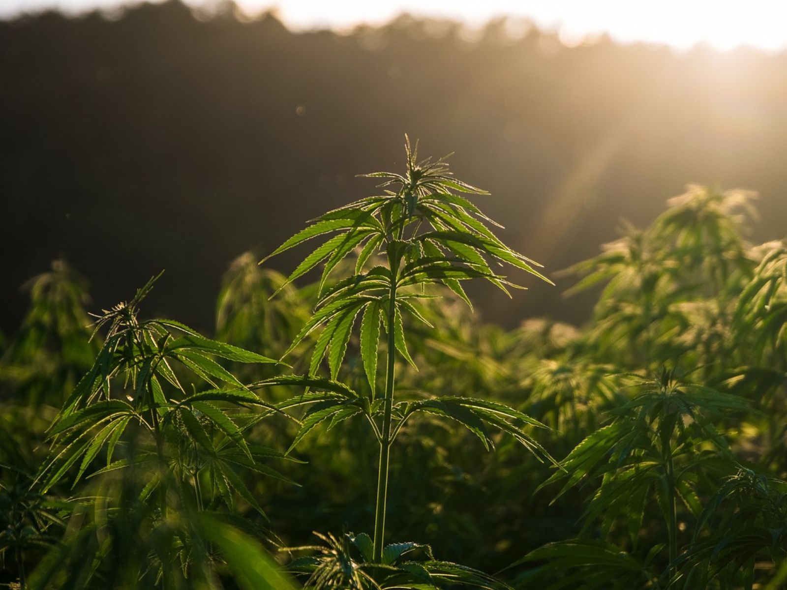 Global Industrial Hemp Market Estimated To Grow By $6.87 Billion From 2023 To 2027