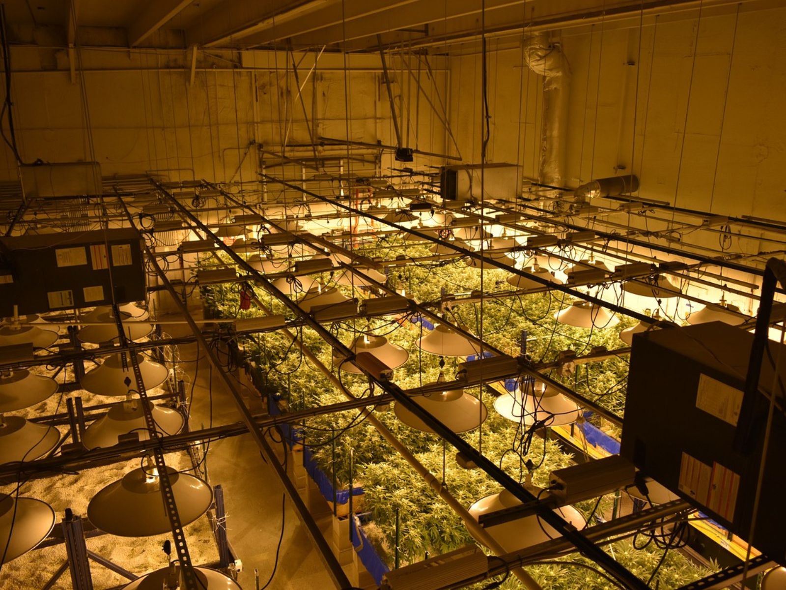 Indoor cannabis garden grow lights cultivation
