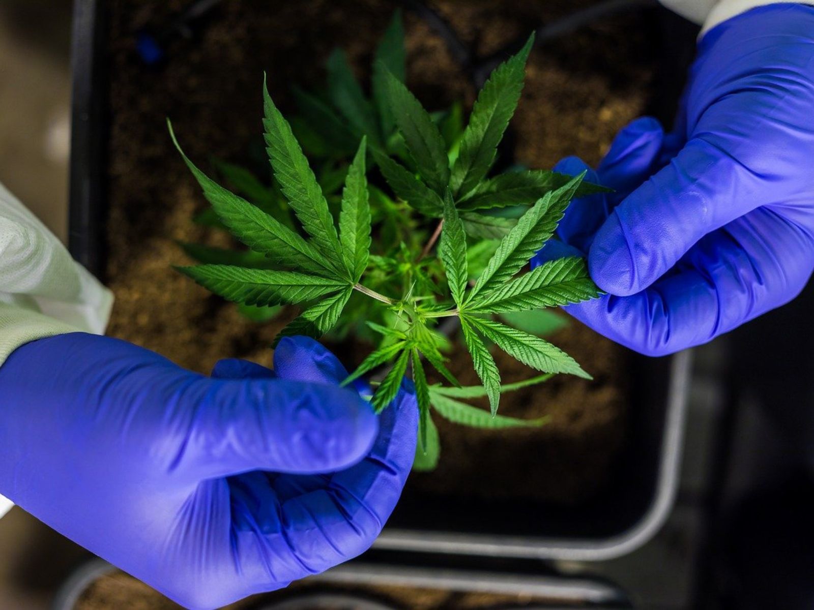 Global Cannabis Testing Market Estimated To Grow By $1.5 Billion From 2023-2027