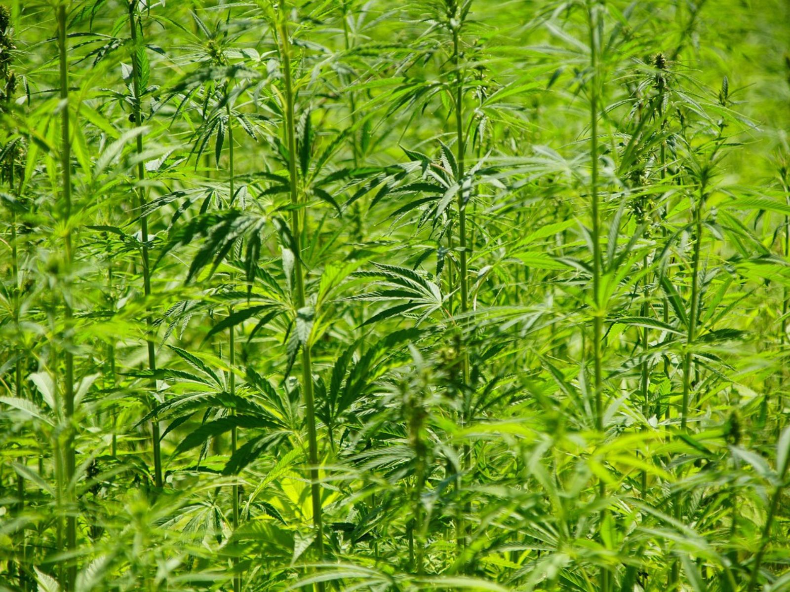 Research And Markets Projects $561 Million Global Hemp Fiber Market By 2029